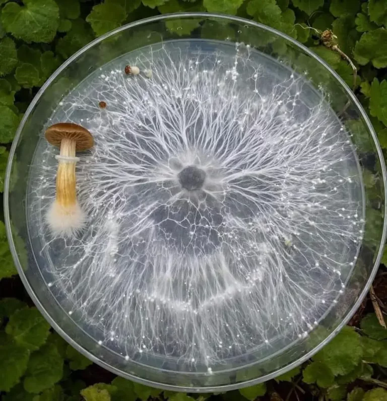 Image d'un champignon et de mycélium